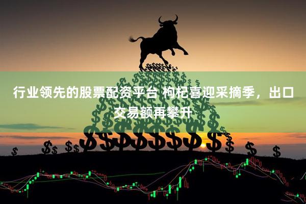 行业领先的股票配资平台 枸杞喜迎采摘季，出口交易额再攀升