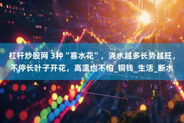 杠杆炒股网 3种“喜水花”，浇水越多长势越旺，不停长叶子开花，高温也不怕_铜钱_生活_断水